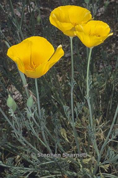 eschscholzia californica 7 graphic